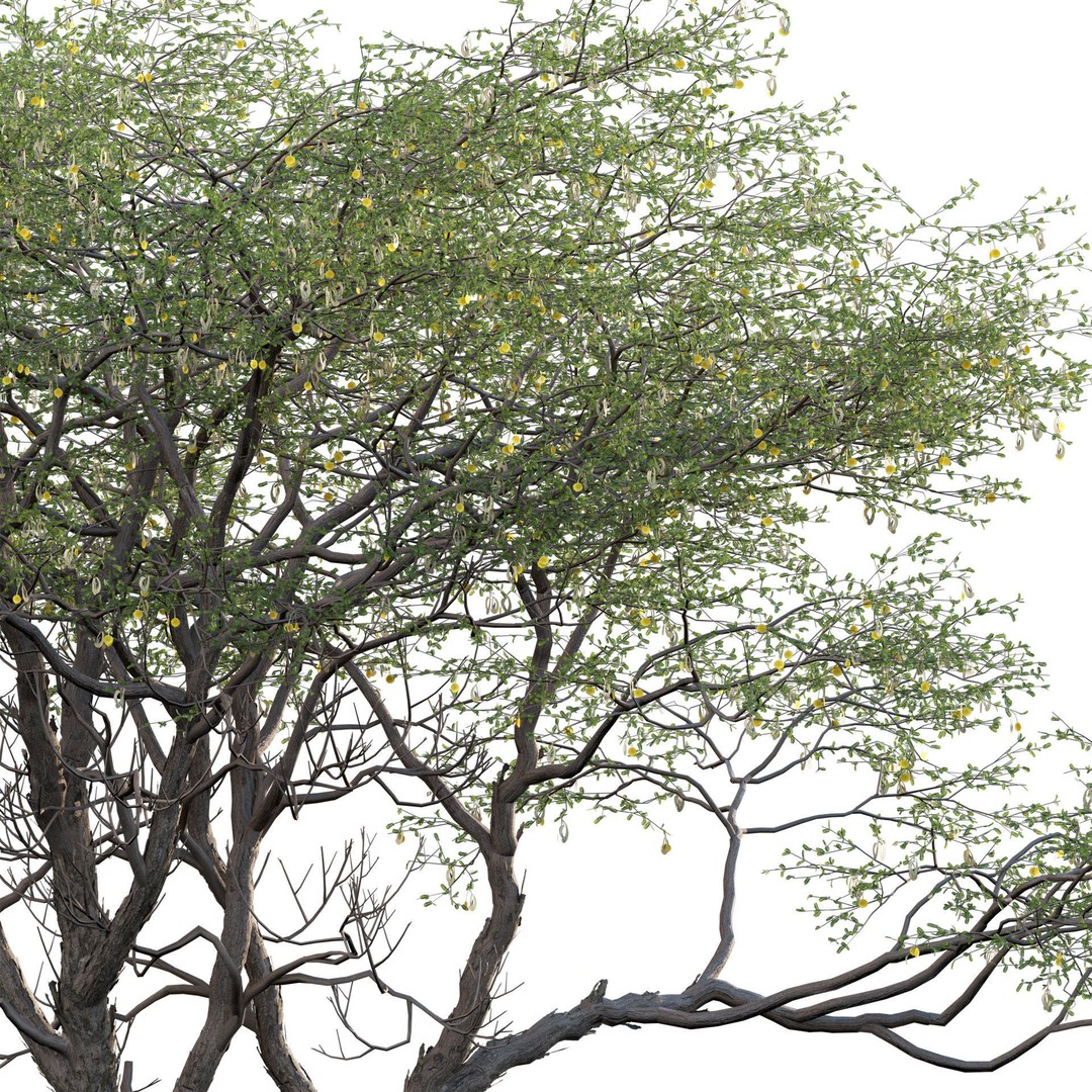 Vachellia erioloba 3D Model – Low Poly Plant Asset, FBX & PBR - View 5