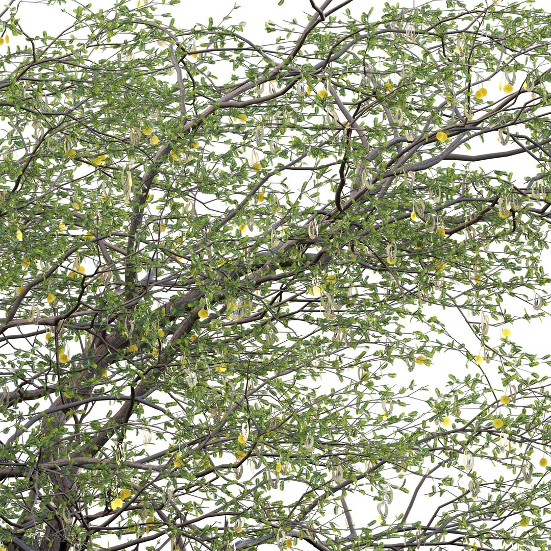 Vachellia erioloba 3D Model – Low Poly Plant Asset, FBX & PBR - View 6