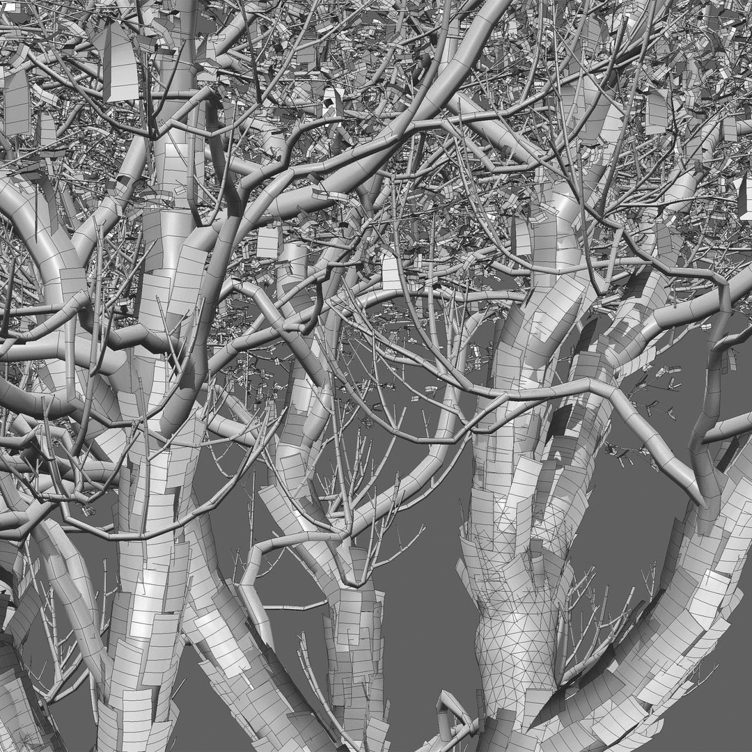 Vachellia erioloba 3D Model – Low Poly Plant Asset, FBX & PBR - View 7