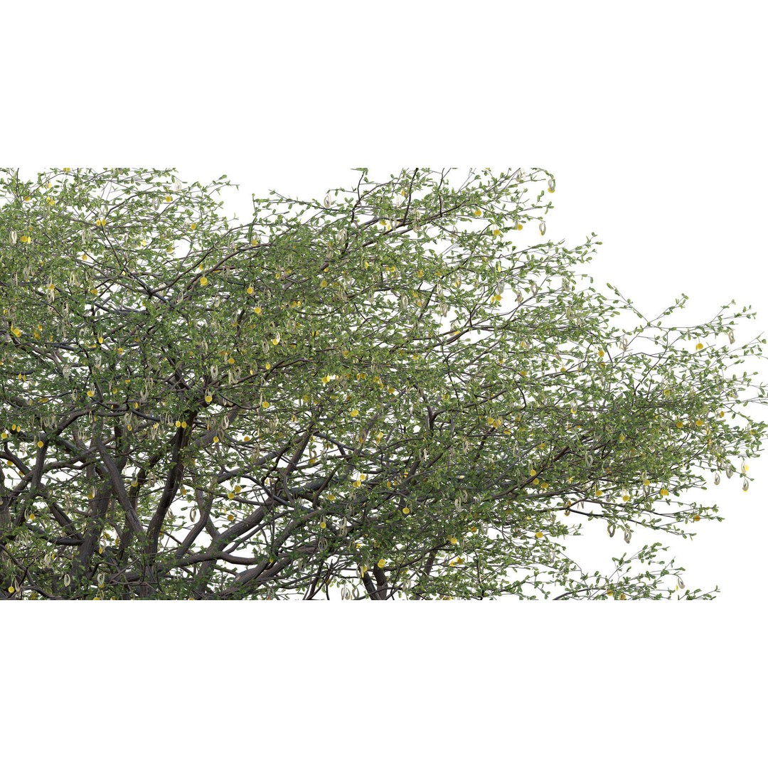 Vachellia erioloba 3D Model – Low Poly Plant Asset, FBX & PBR - View 8