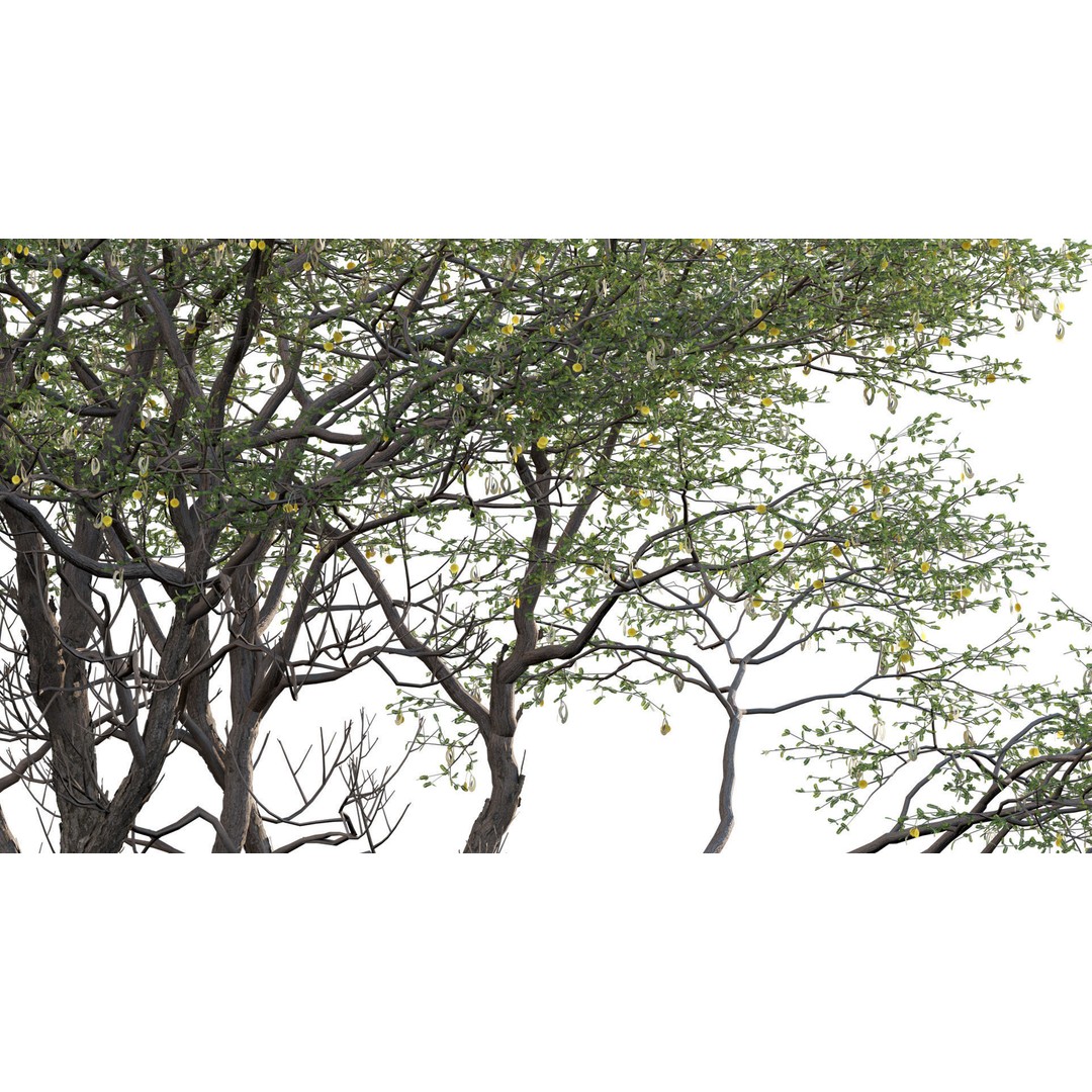 Vachellia erioloba 3D Model – Low Poly Plant Asset, FBX & PBR - View 9