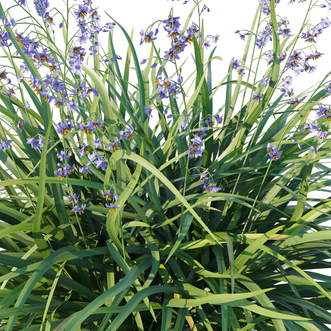Dianella Caerulea 3D Model – High Poly PBR Plant Asset, FBX