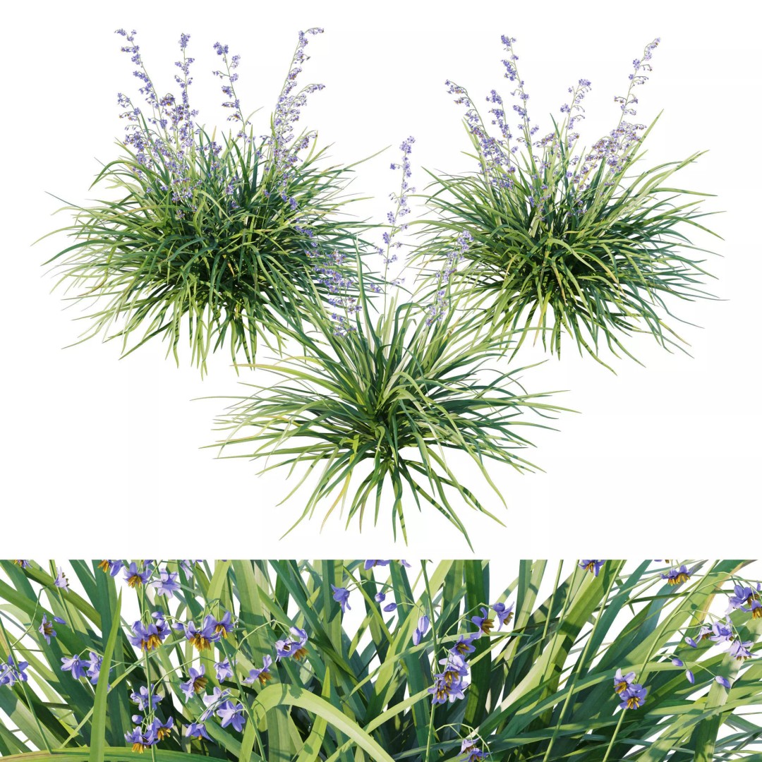 Dianella Caerulea 3D Model – High Poly PBR Plant Asset, FBX - View 2