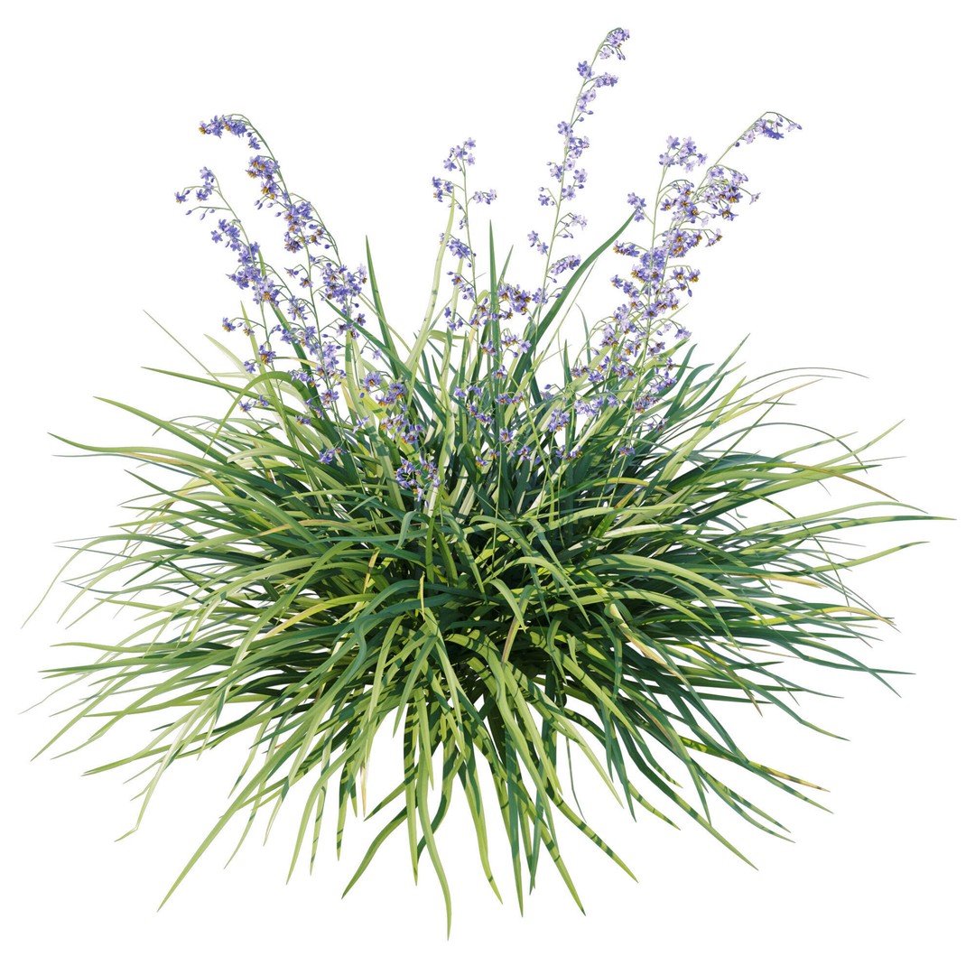 Dianella Caerulea 3D Model – High Poly PBR Plant Asset, FBX - View 3