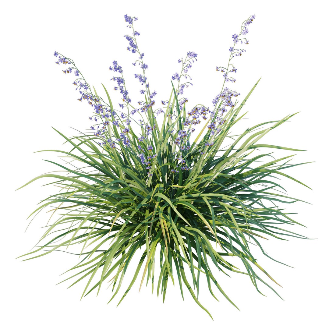 Dianella Caerulea 3D Model – High Poly PBR Plant Asset, FBX - View 4