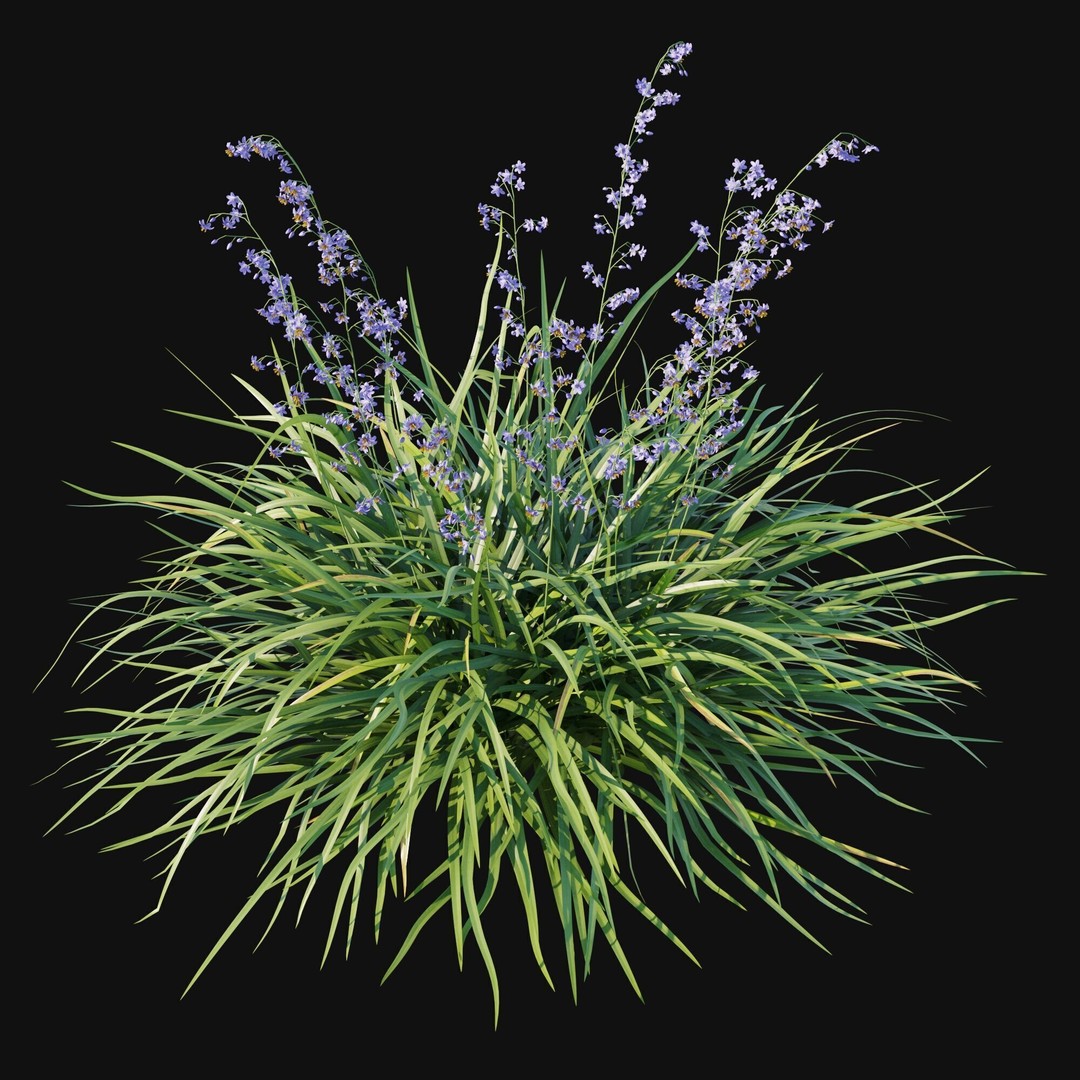Dianella Caerulea 3D Model – High Poly PBR Plant Asset, FBX - View 6