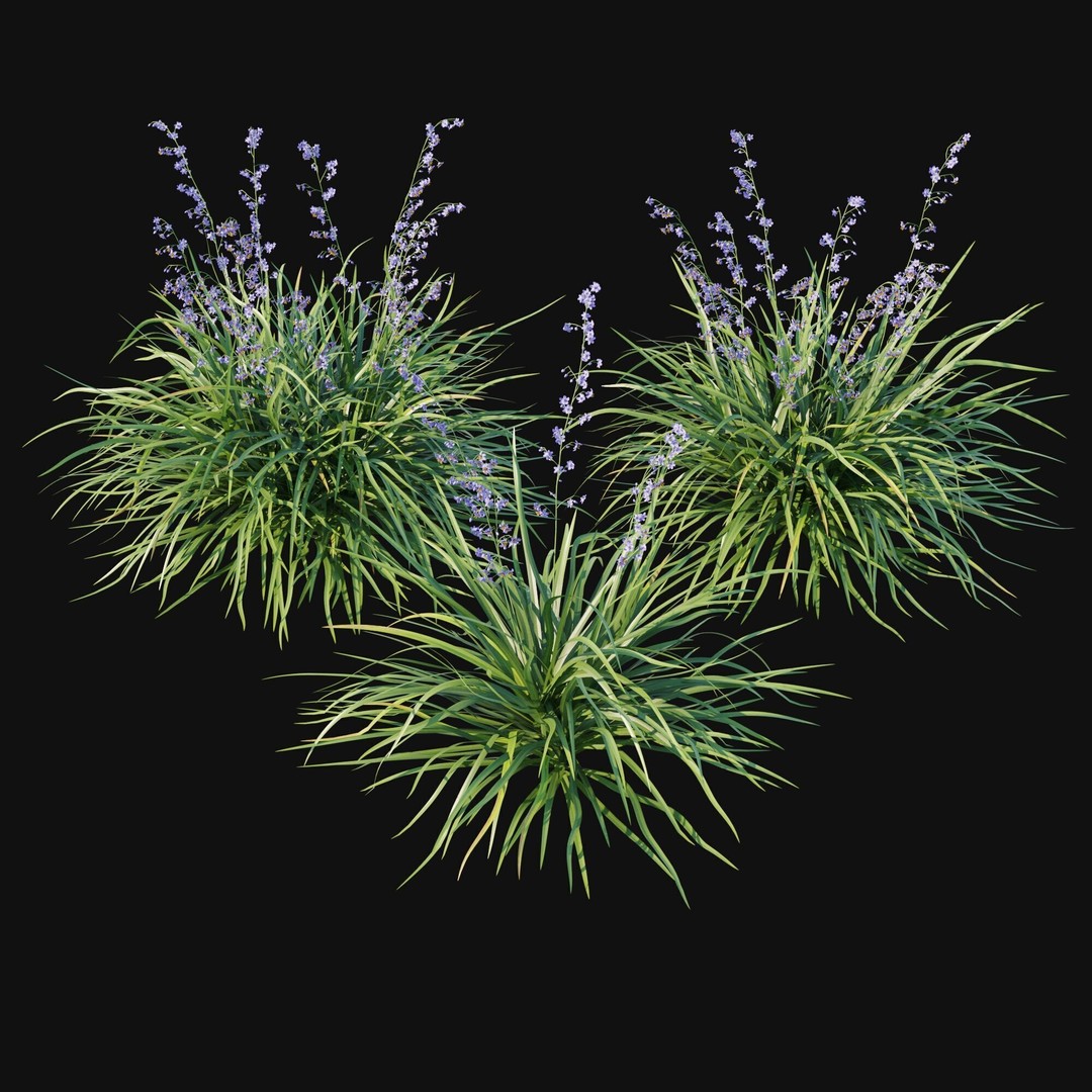 Dianella Caerulea 3D Model – High Poly PBR Plant Asset, FBX - View 7