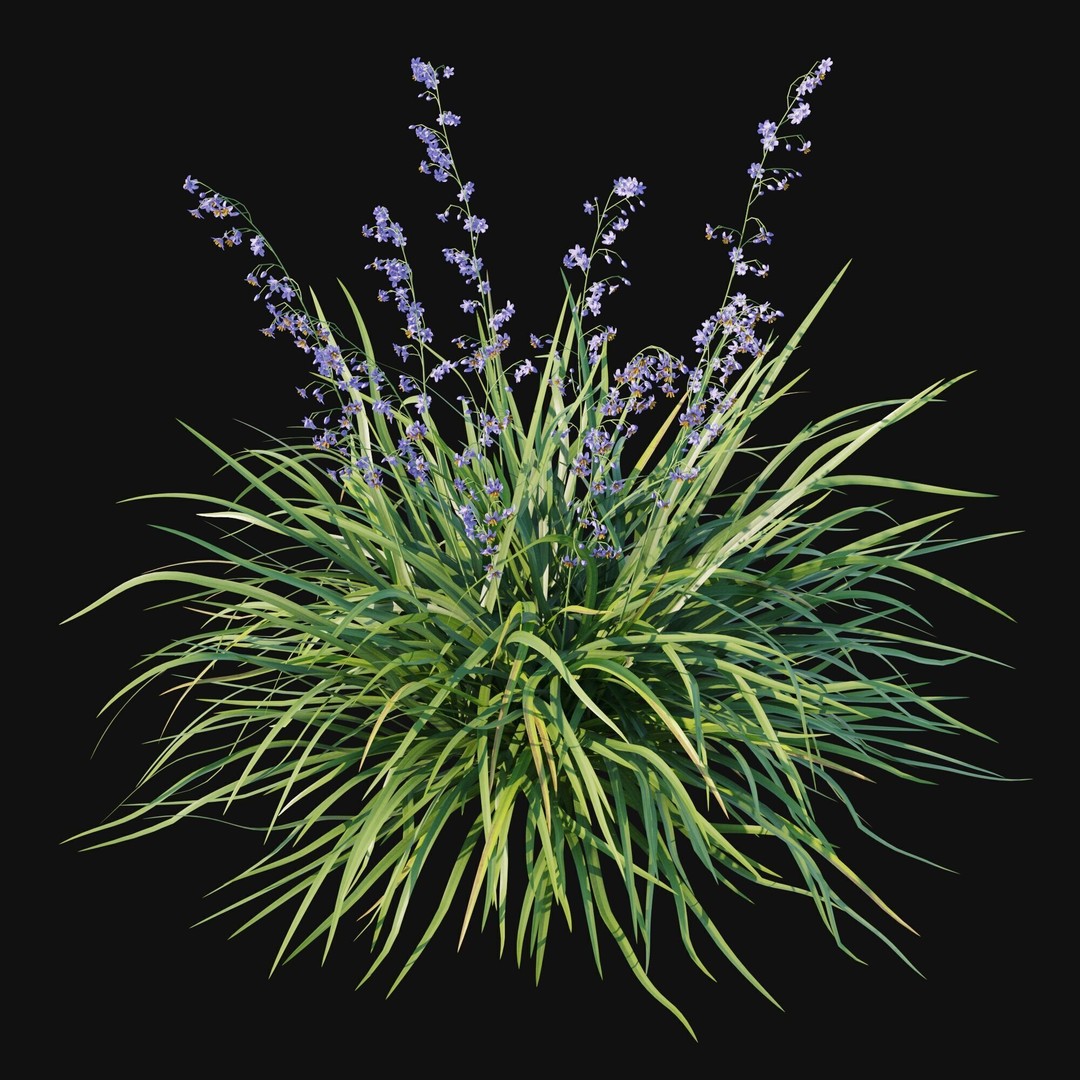 Dianella Caerulea 3D Model – High Poly PBR Plant Asset, FBX - View 8