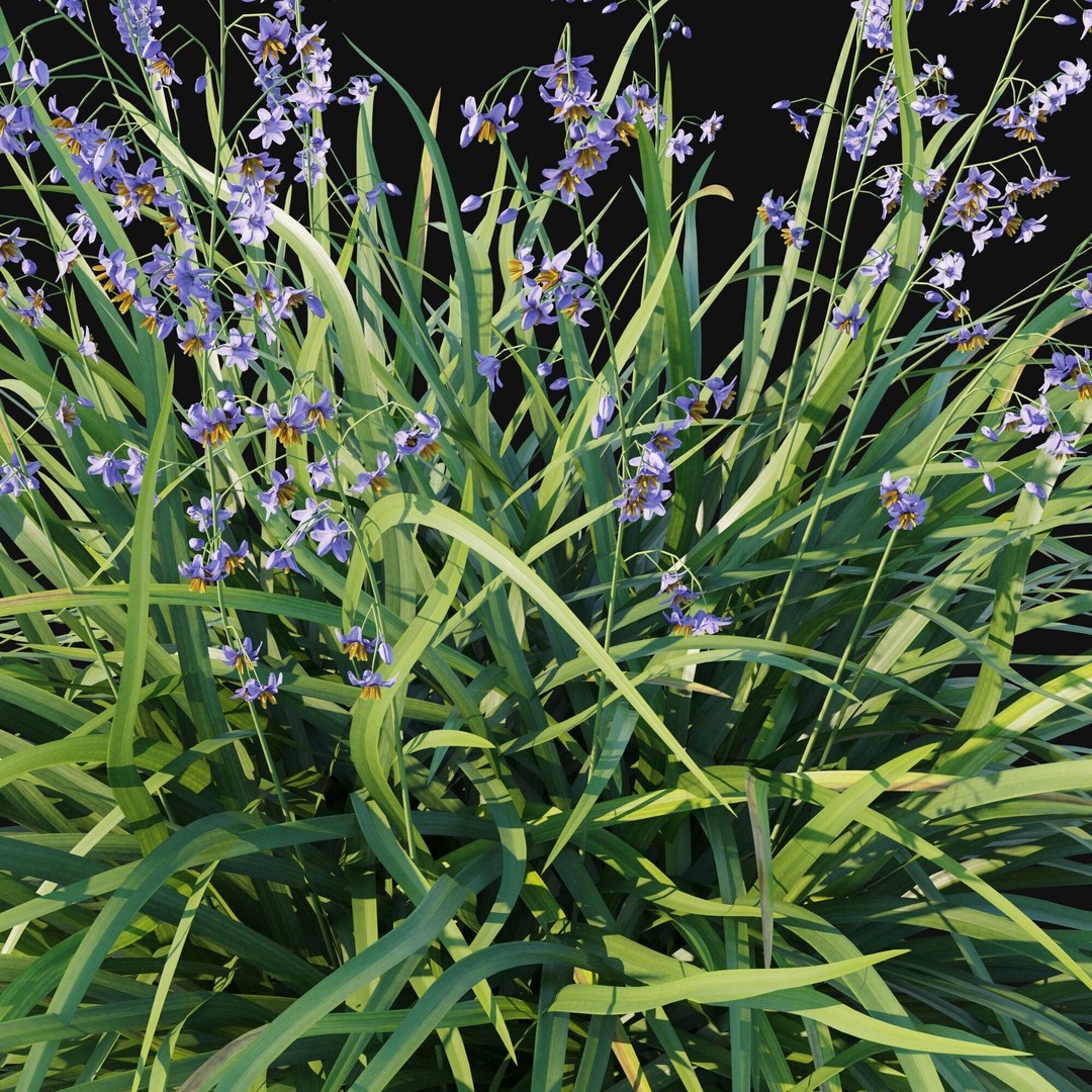 Dianella Caerulea 3D Model – High Poly PBR Plant Asset, FBX - View 9
