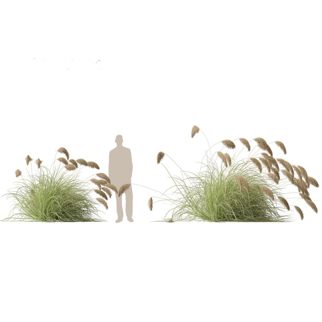 Cortaderia Richardii 3D Model – Realistic Grass Asset, FBX, PBR