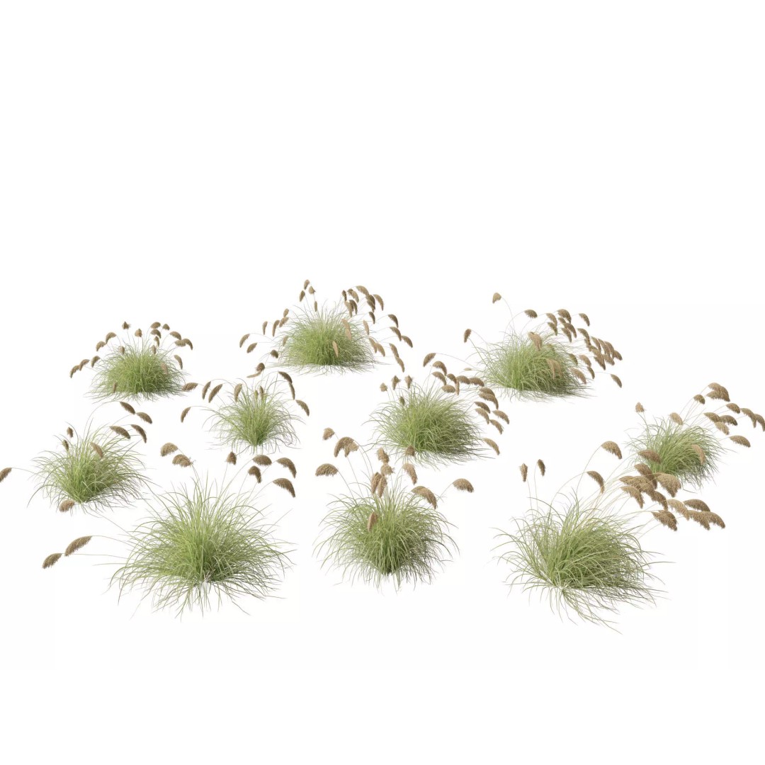 Cortaderia Richardii 3D Model – Realistic Grass Asset, FBX, PBR - View 2