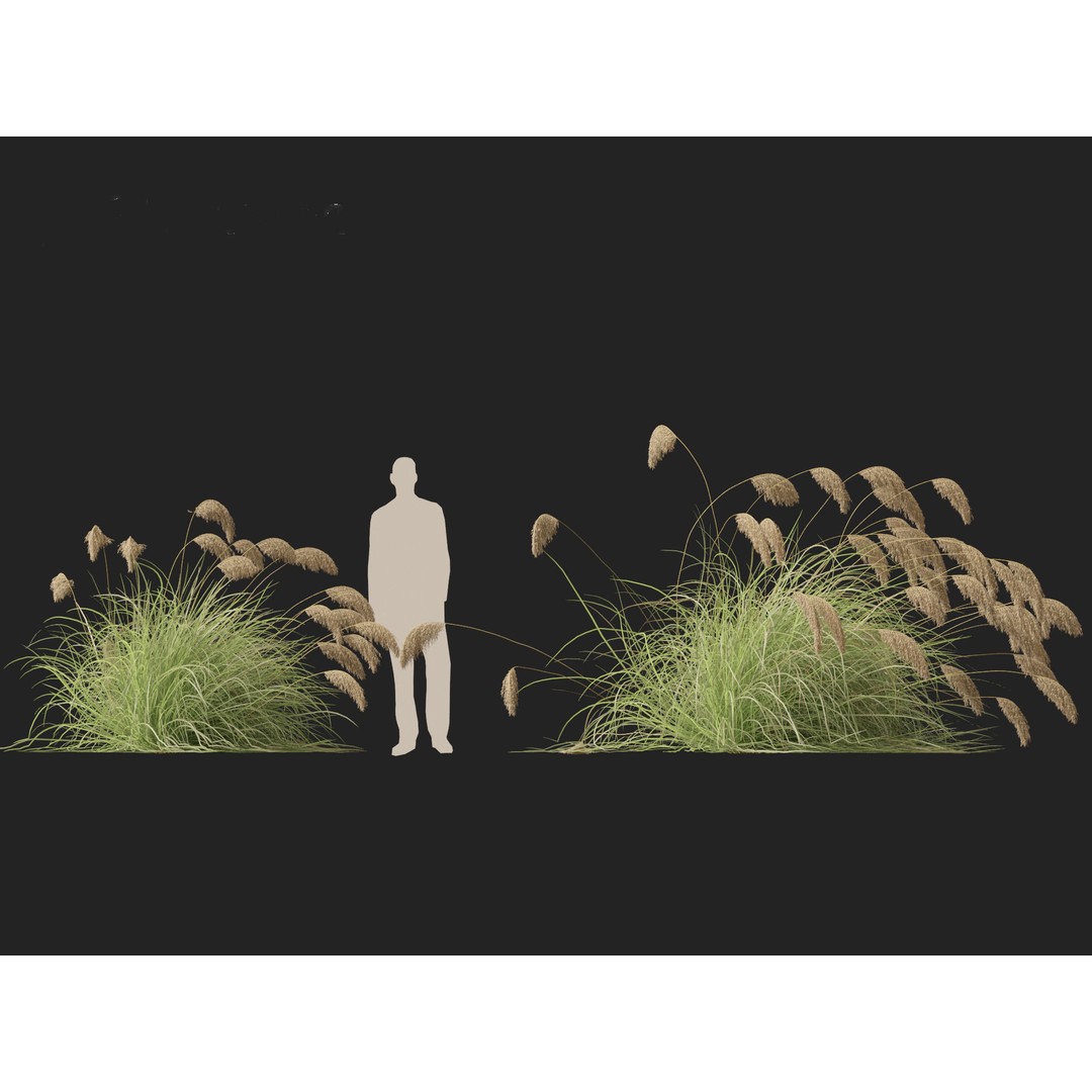 Cortaderia Richardii 3D Model – Realistic Grass Asset, FBX, PBR - View 3