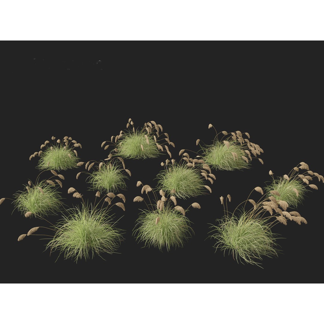 Cortaderia Richardii 3D Model – Realistic Grass Asset, FBX, PBR - View 4
