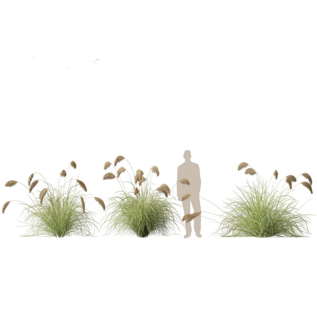 Cortaderia Richardii 3D Model – Realistic Grass Asset, FBX, PBR - View 5