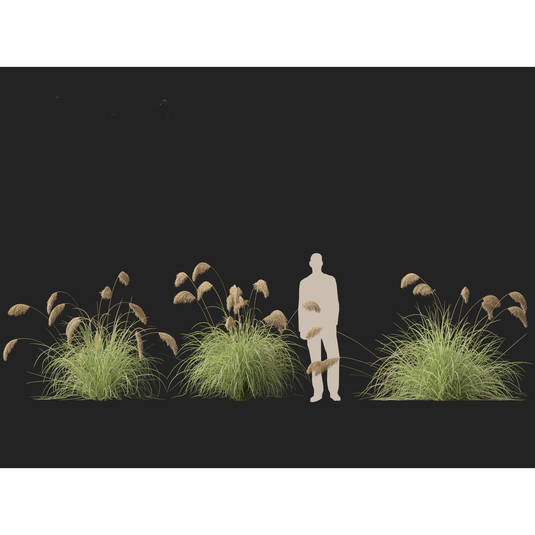Cortaderia Richardii 3D Model – Realistic Grass Asset, FBX, PBR - View 6