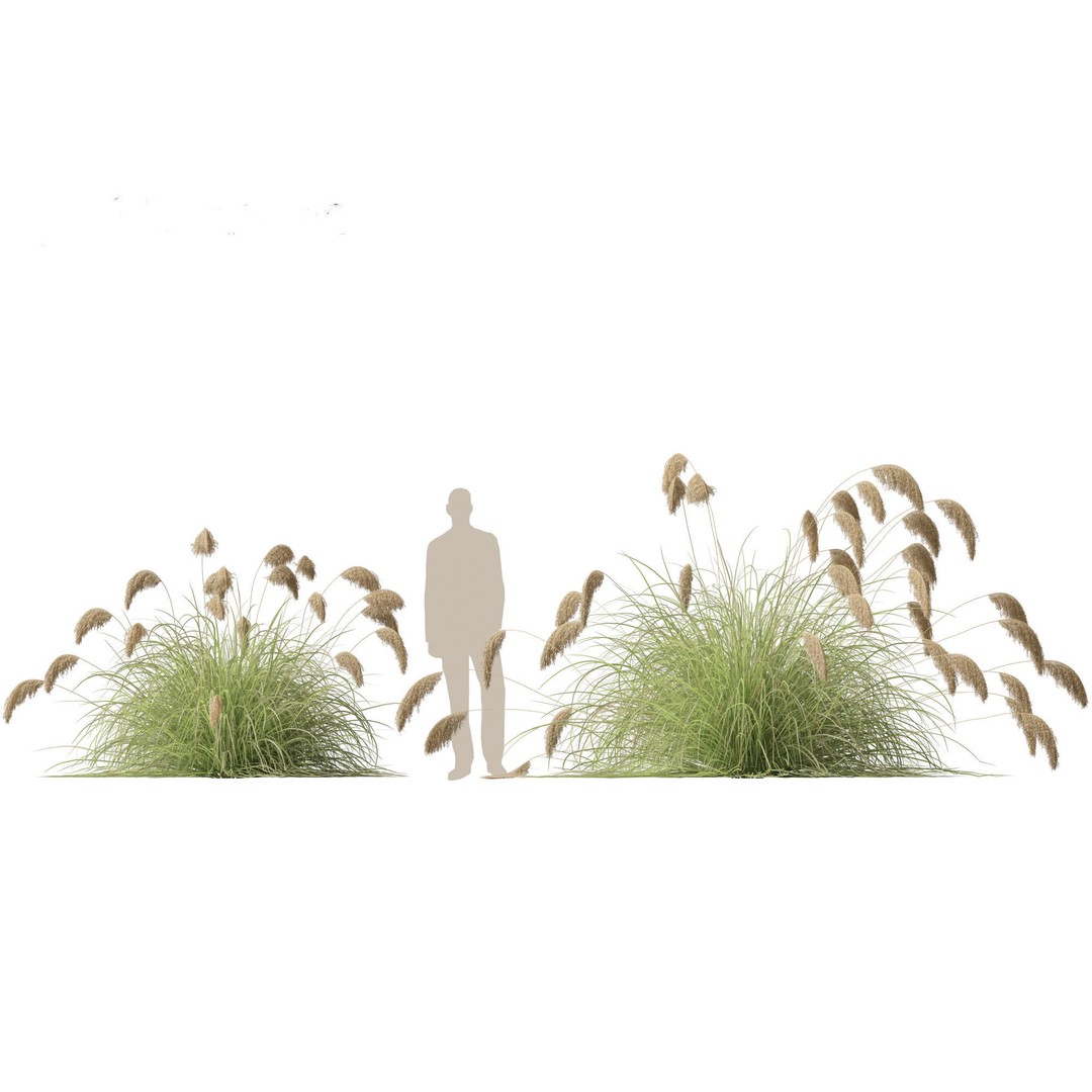 Cortaderia Richardii 3D Model – Realistic Grass Asset, FBX, PBR - View 7