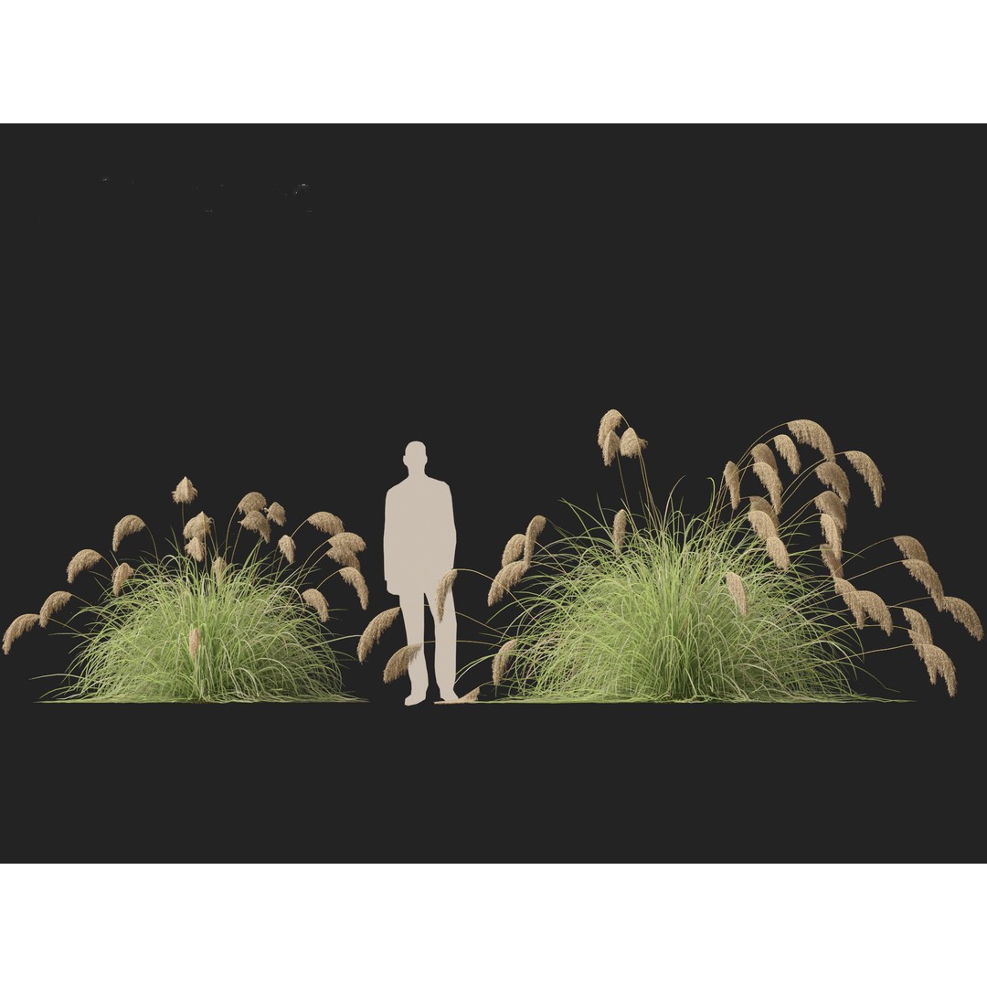 Cortaderia Richardii 3D Model – Realistic Grass Asset, FBX, PBR - View 8