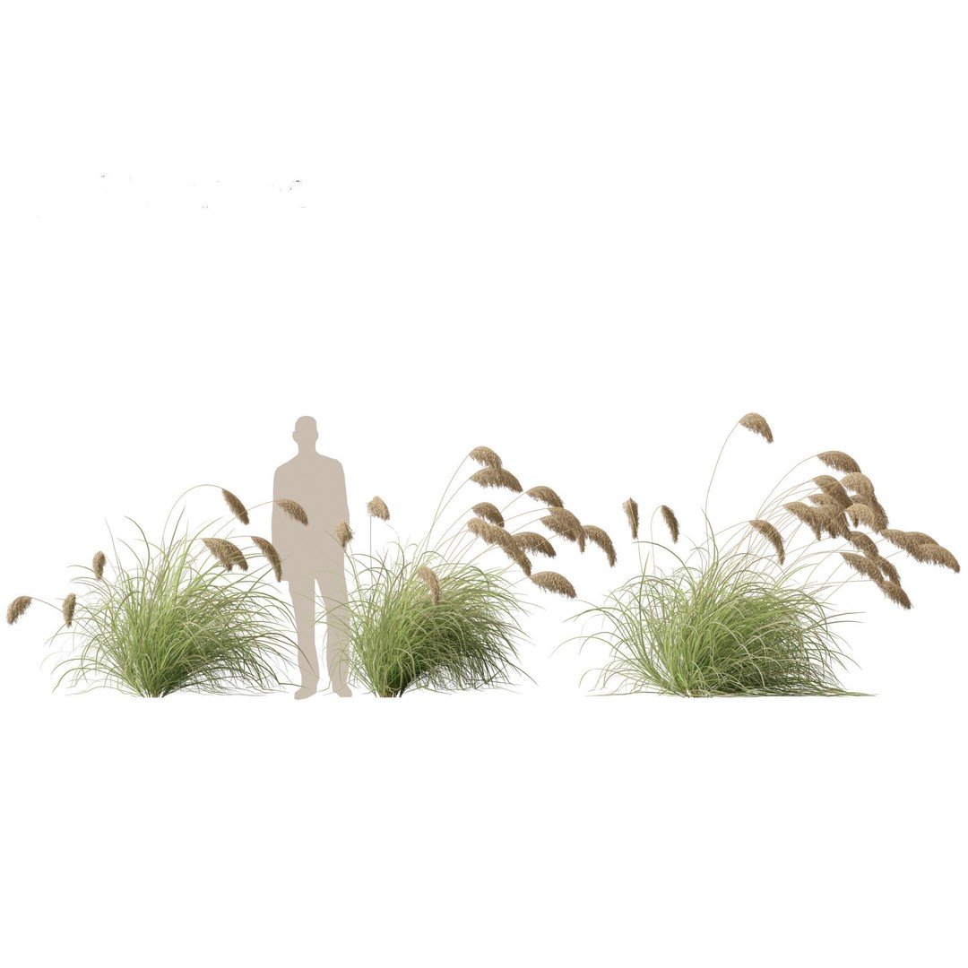 Cortaderia Richardii 3D Model – Realistic Grass Asset, FBX, PBR - View 9
