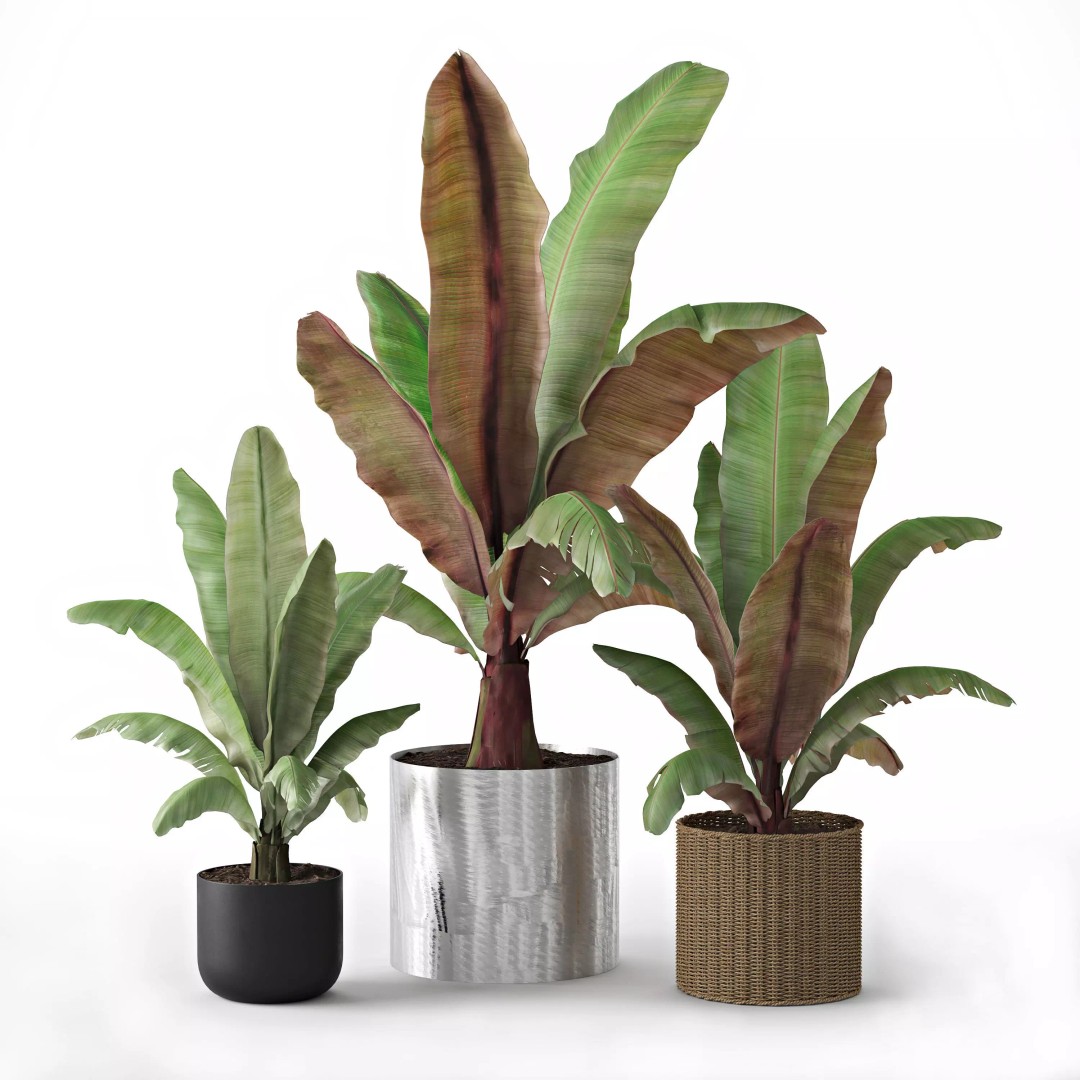 Maurelii Red Banana 3D Model – High Poly PBR Plant Asset, FBX, OBJ - View 2