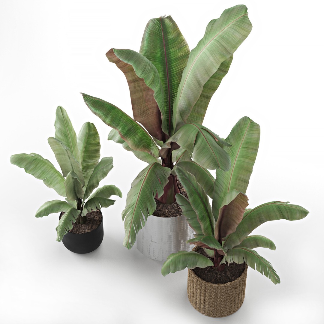 Maurelii Red Banana 3D Model – High Poly PBR Plant Asset, FBX, OBJ - View 3