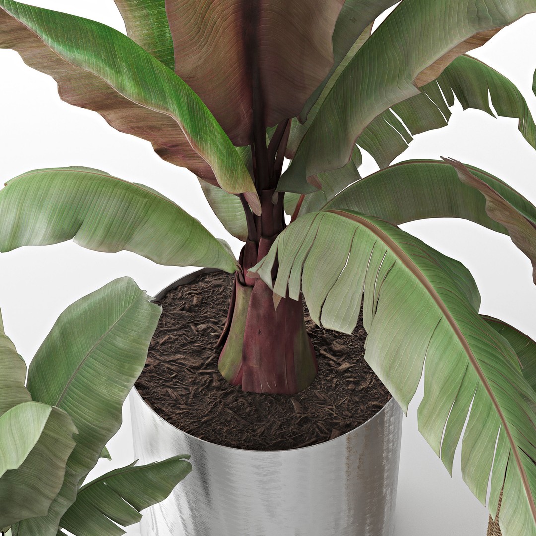 Maurelii Red Banana 3D Model – High Poly PBR Plant Asset, FBX, OBJ - View 4