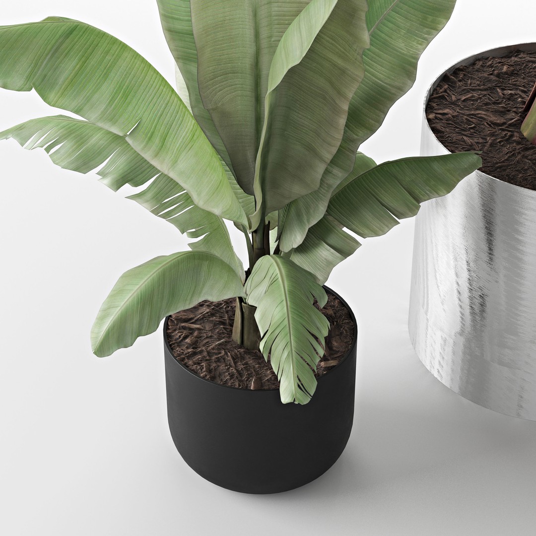 Maurelii Red Banana 3D Model – High Poly PBR Plant Asset, FBX, OBJ - View 5