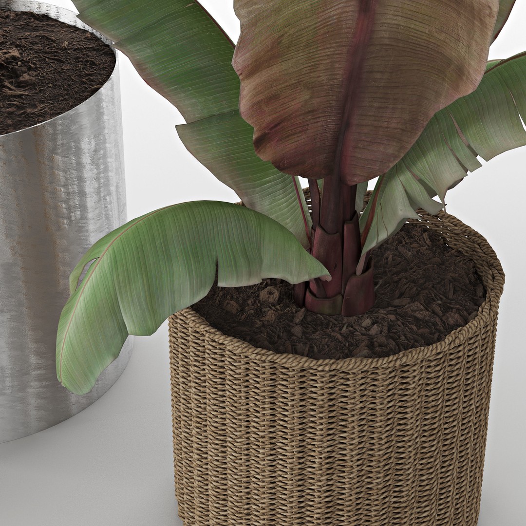 Maurelii Red Banana 3D Model – High Poly PBR Plant Asset, FBX, OBJ - View 6