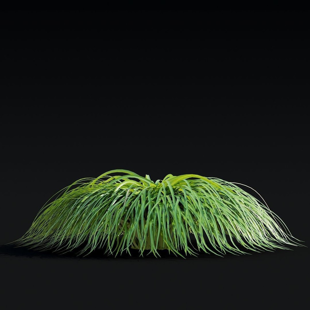 Carex caryophyllea 3D Model – High Poly Grass Asset, FBX, OBJ