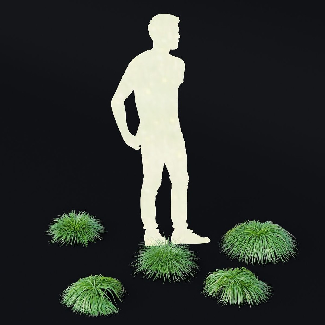 Carex caryophyllea 3D Model – High Poly Grass Asset, FBX, OBJ - View 3