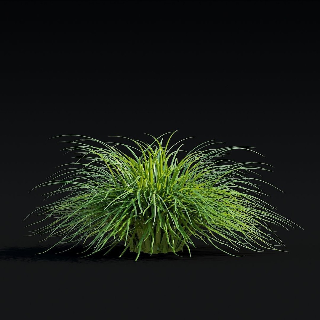 Carex caryophyllea 3D Model – High Poly Grass Asset, FBX, OBJ - View 4