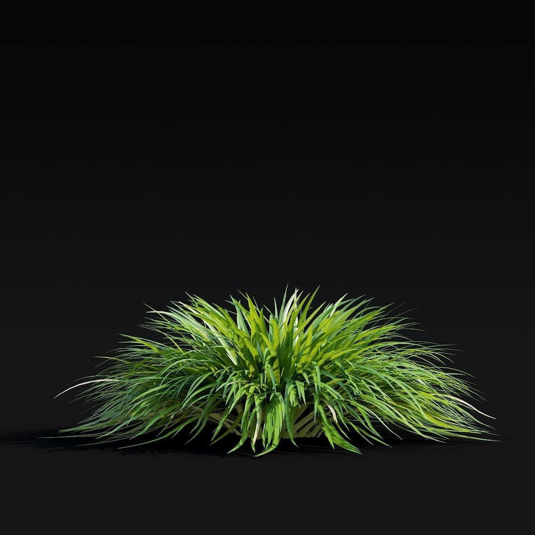 Carex caryophyllea 3D Model – High Poly Grass Asset, FBX, OBJ - View 5