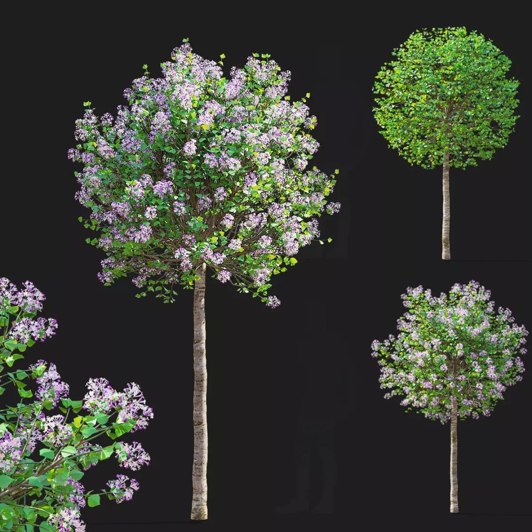 Syringa Meyeri Palibin Trees 3D Model – High Poly Game Asset, FBX, OBJ - View 2