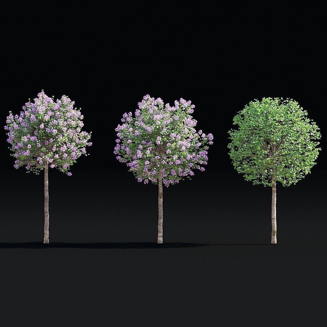 Syringa Meyeri Palibin Trees 3D Model – High Poly Game Asset, FBX, OBJ - View 4