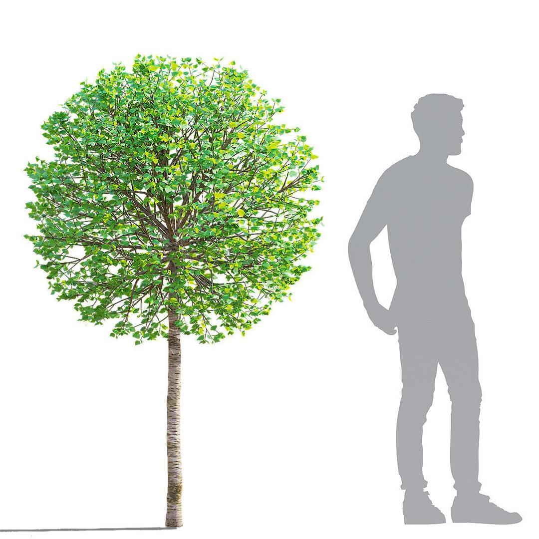 Syringa Meyeri Palibin Trees 3D Model – High Poly Game Asset, FBX, OBJ - View 5
