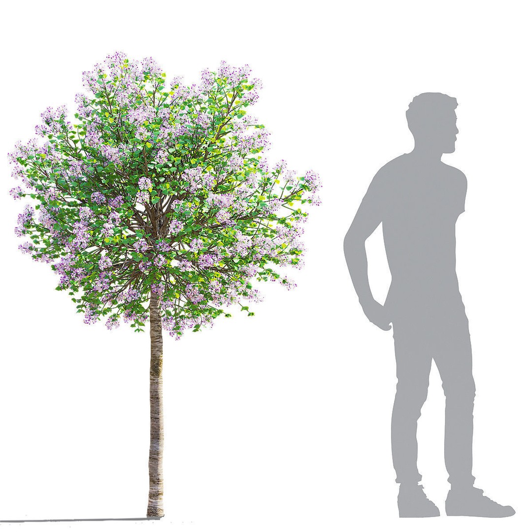 Syringa Meyeri Palibin Trees 3D Model – High Poly Game Asset, FBX, OBJ - View 6
