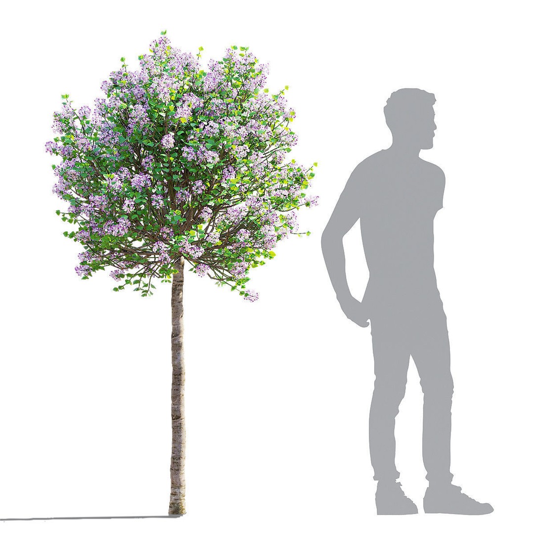 Syringa Meyeri Palibin Trees 3D Model – High Poly Game Asset, FBX, OBJ - View 7