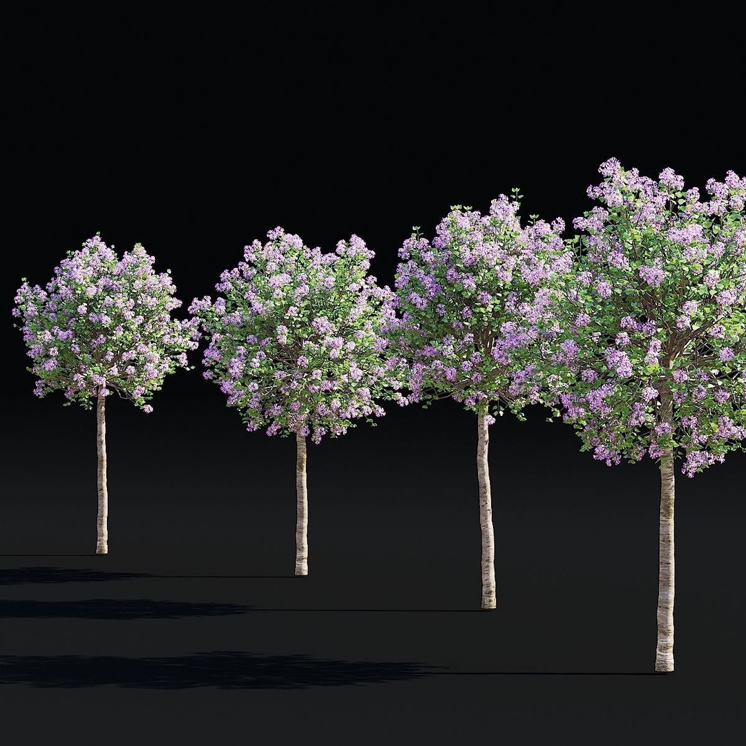 Syringa Meyeri Palibin Trees 3D Model – High Poly Game Asset, FBX, OBJ - View 8