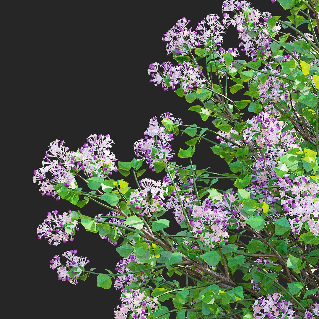 Syringa Meyeri Palibin Trees 3D Model – High Poly Game Asset, FBX, OBJ - View 9