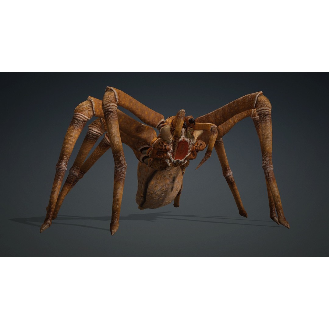 Spider 3D Model – Rigged Animated Character for Unity and Blender - View 10