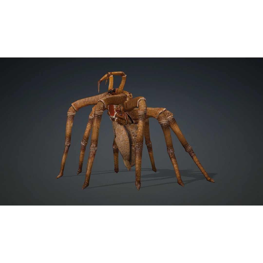 Spider 3D Model – Rigged Animated Character for Unity and Blender - View 11