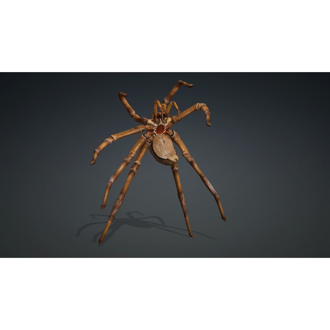 Spider 3D Model – Rigged Animated Character for Unity and Blender - View 12