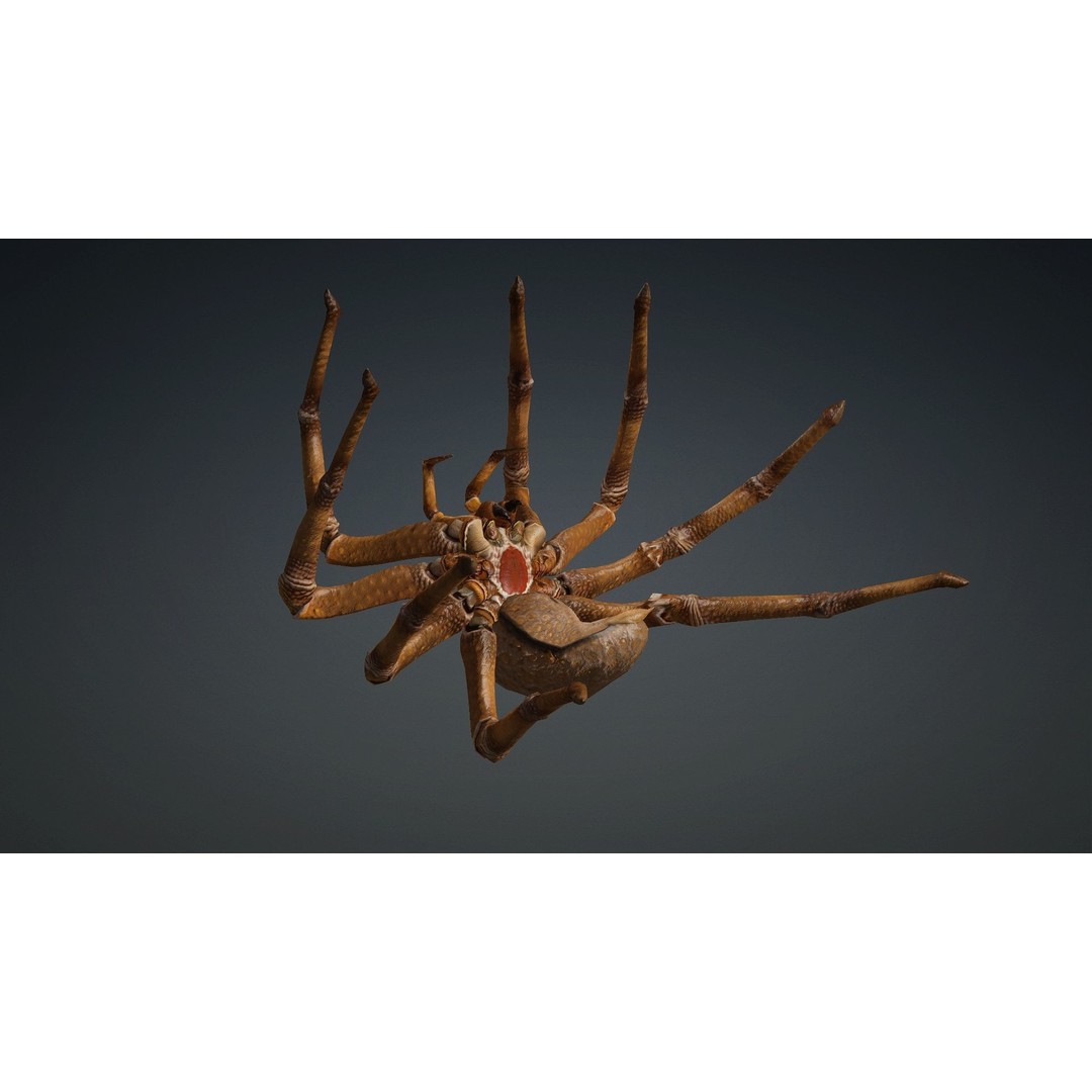 Spider 3D Model – Rigged Animated Character for Unity and Blender - View 13