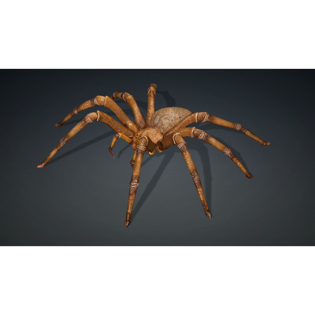 Spider 3D Model – Rigged Animated Character for Unity and Blender - View 3