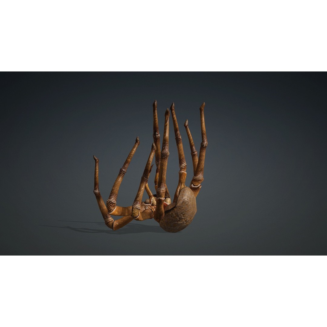 Spider 3D Model – Rigged Animated Character for Unity and Blender - View 4