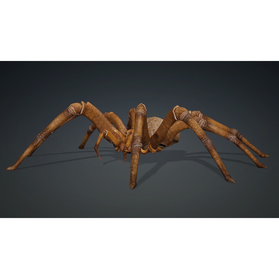 Spider 3D Model – Rigged Animated Character for Unity and Blender - View 6