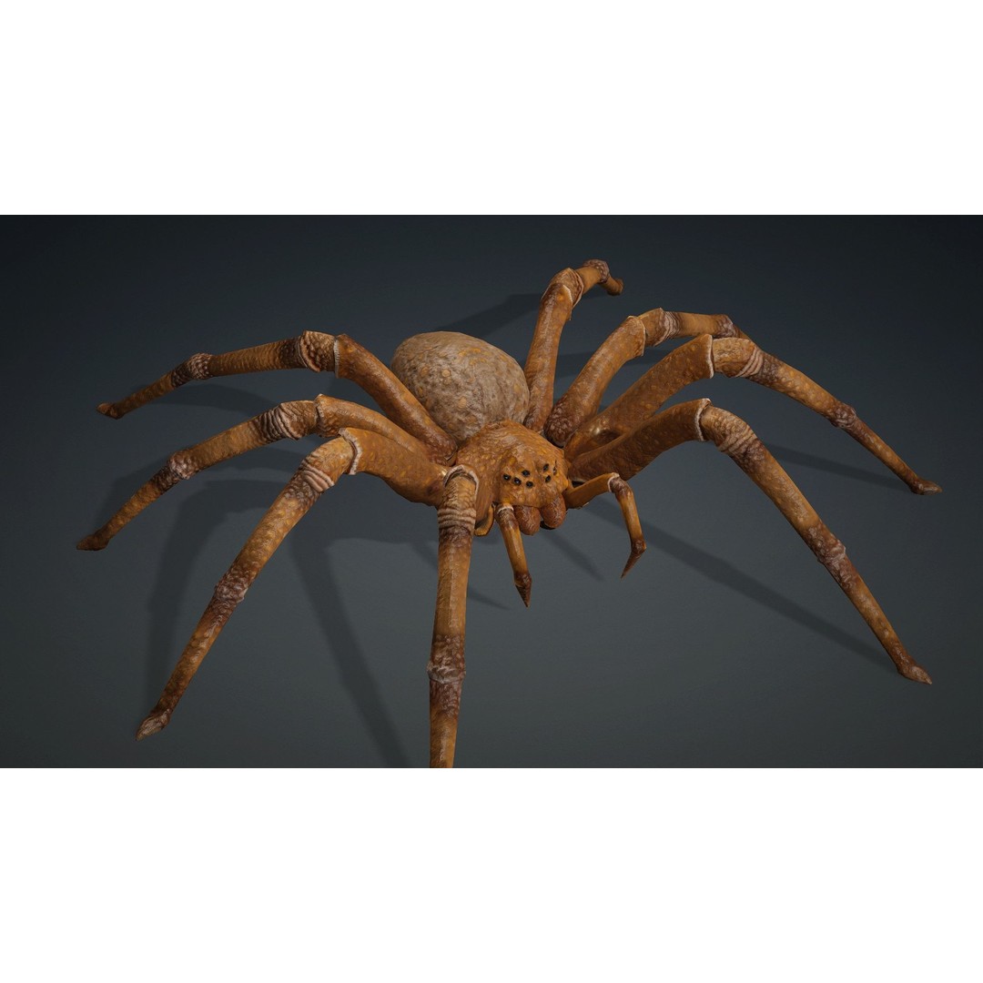 Spider 3D Model – Rigged Animated Character for Unity and Blender - View 7