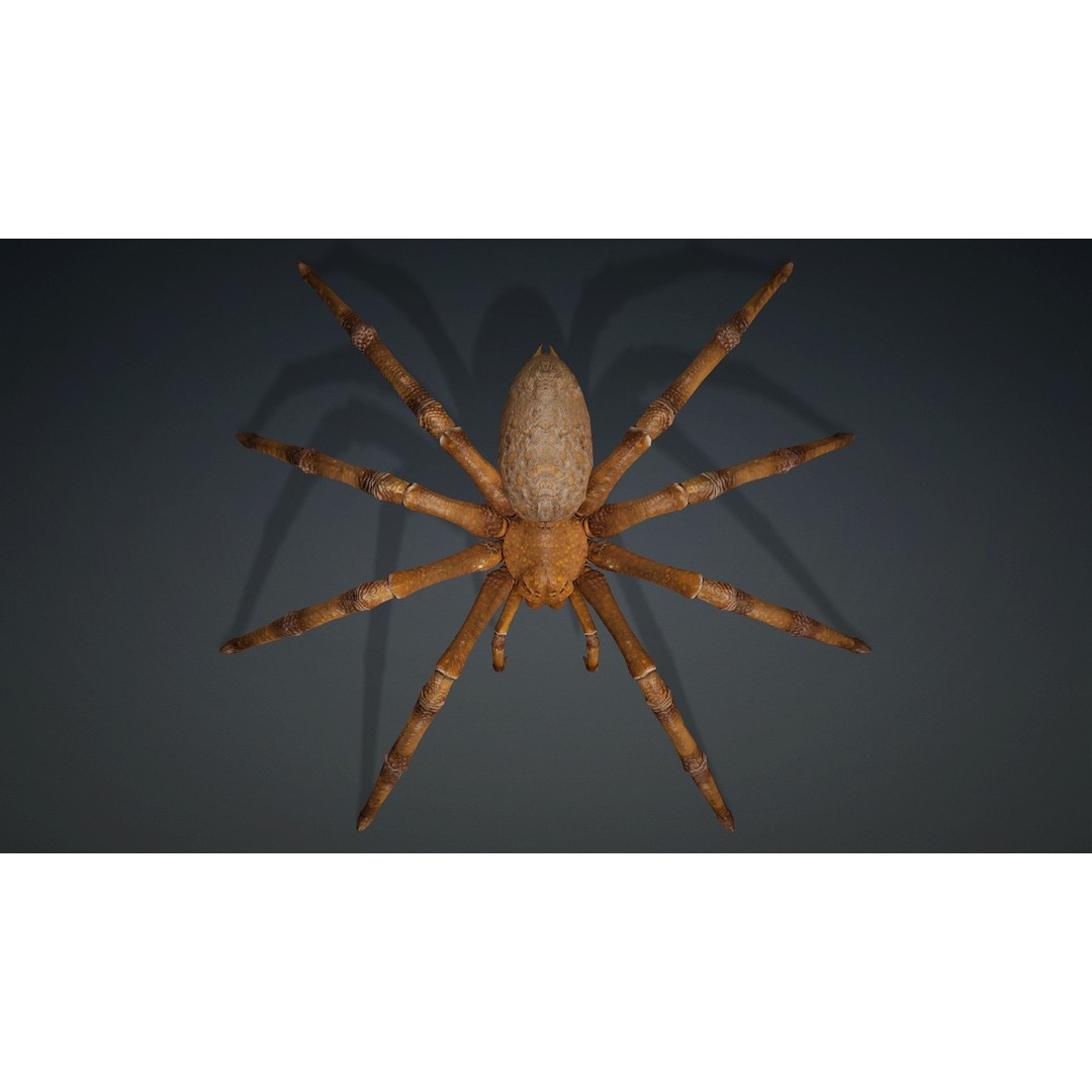 Spider 3D Model – Rigged Animated Character for Unity and Blender - View 8