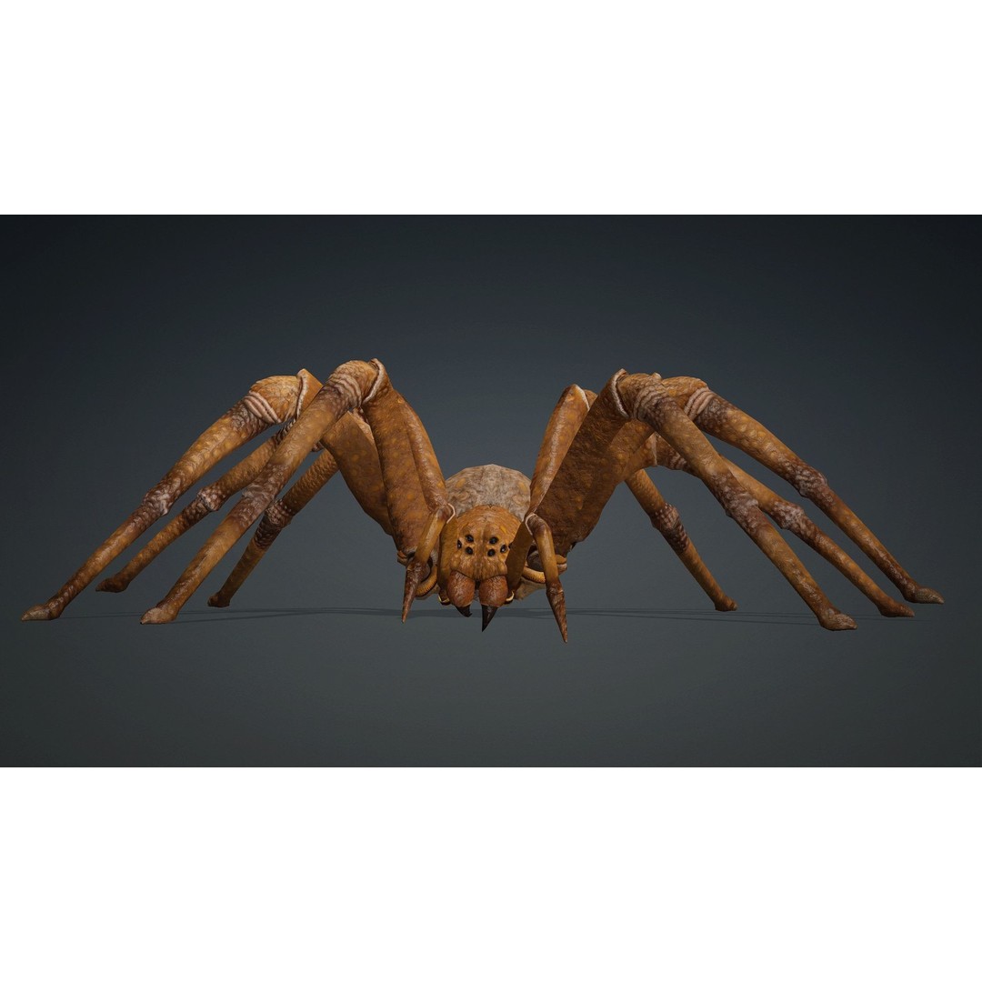 Spider 3D Model – Rigged Animated Character for Unity and Blender - View 9
