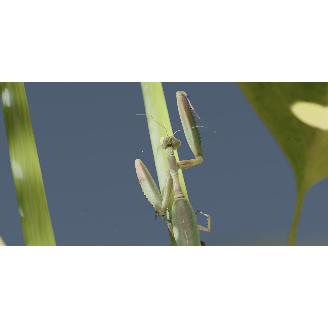 Praying Mantis 3D Model – Realistic Rigged Insect Asset, FBX