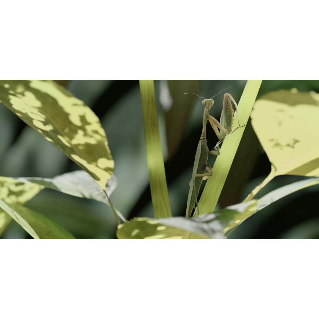 Praying Mantis 3D Model – Realistic Rigged Insect Asset, FBX - View 2